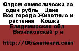 Отдам символически за один рубль › Цена ­ 1 - Все города Животные и растения » Кошки   . Владимирская обл.,Вязниковский р-н